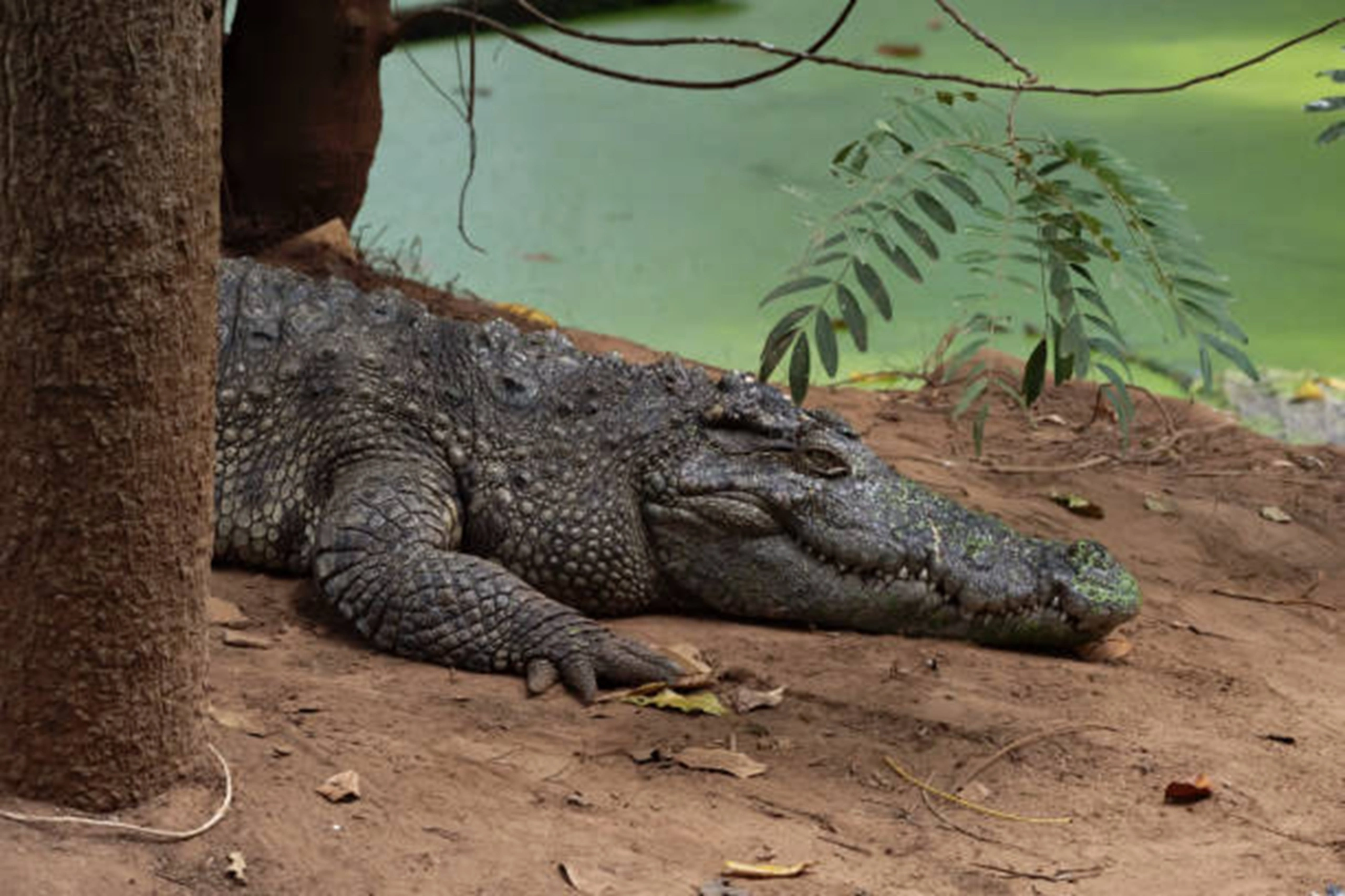 crocodile