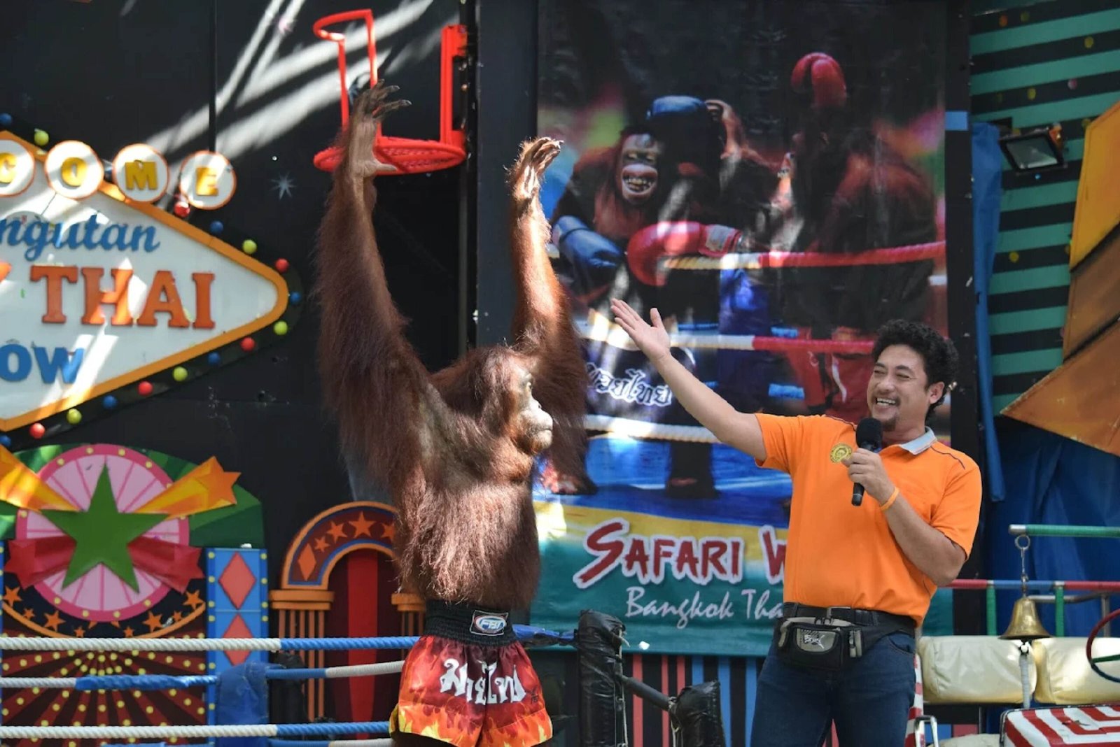 Orangutan Boxing show safari world