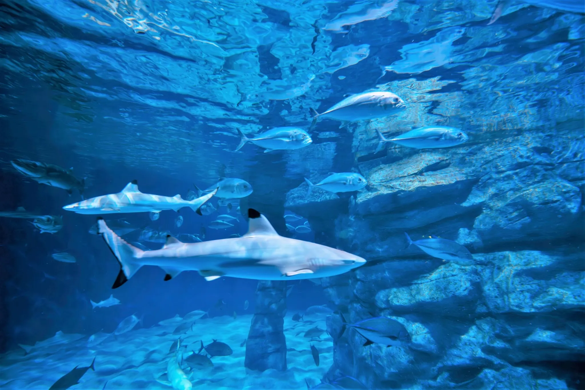 Underwater tunnel at Aquaria Phuket
