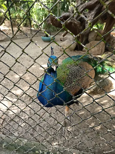 Colourful birds at Phuket Bird Park