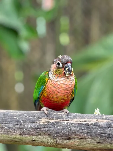Walk-through aviary at Phuket Bird Park