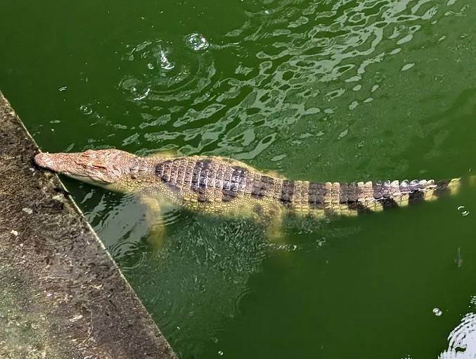 Aquarium and reptiles at Phuket Crocodile Farm