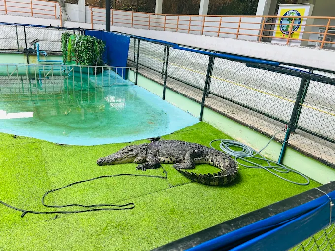 Crocodile show with trainer at Pattaya Crocodile Farm