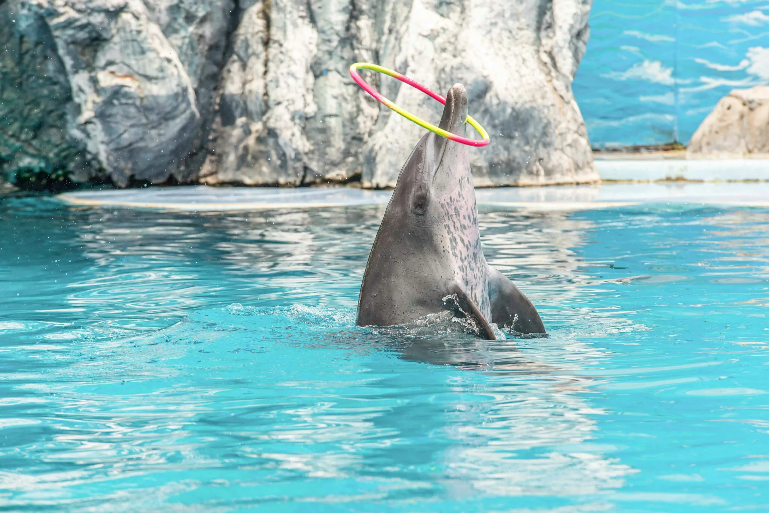 Dolphins leaping in sync at Pattaya Dolphinarium