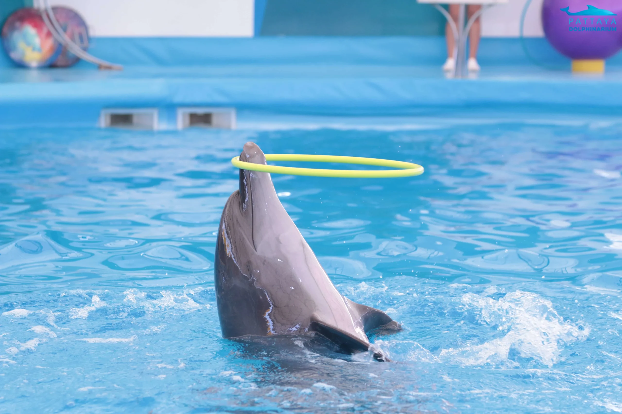 Tourist swimming with bottlenose dolphin in Pattaya