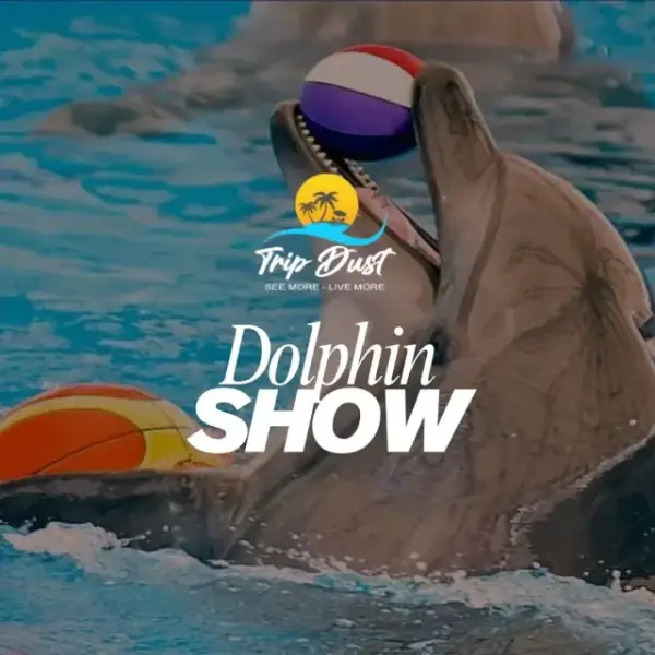 Dolphin Show Pattaya