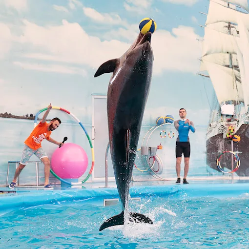 Fur seals performing with their trainers at Dolphins Bay Phuket