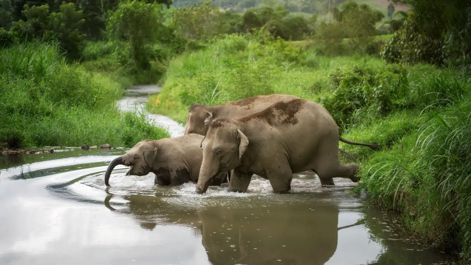 Elephant Jungle Sanctuary