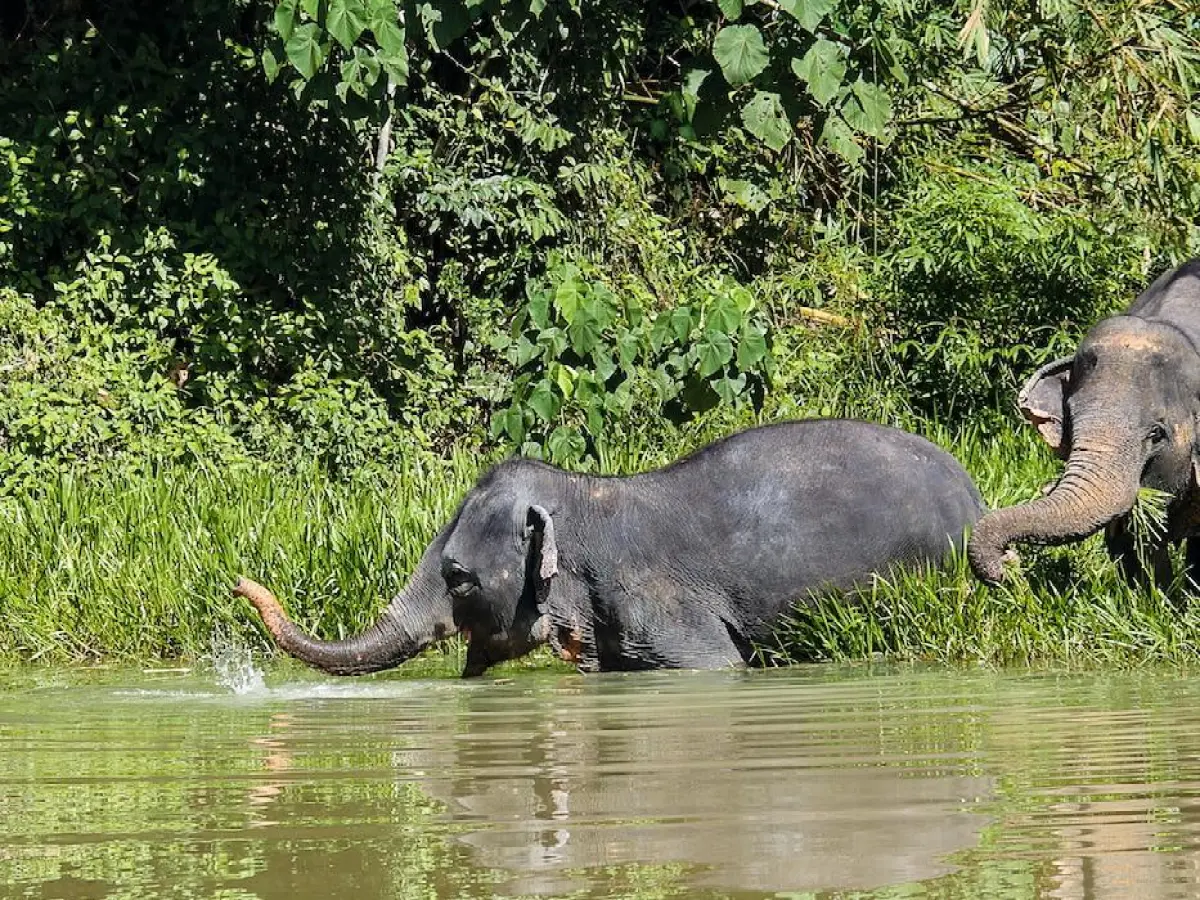 Elephants roaming in the jungle at Phuket Elephant Sanctuary