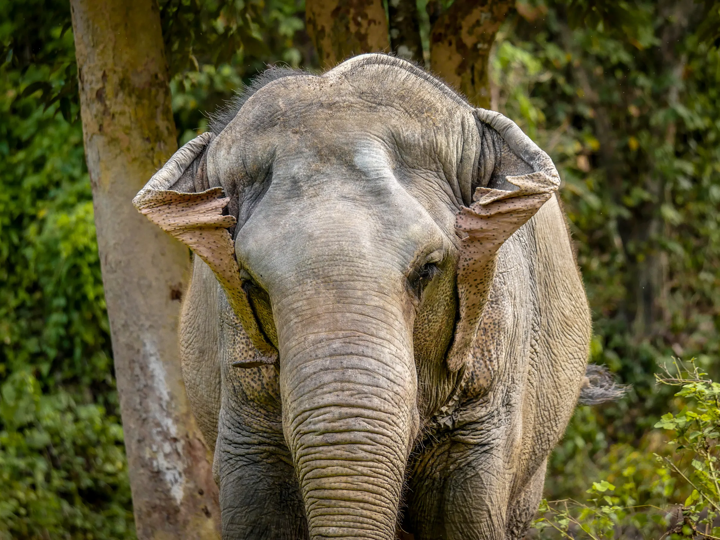 Canopy walkway at Phuket Elephant Sanctuary