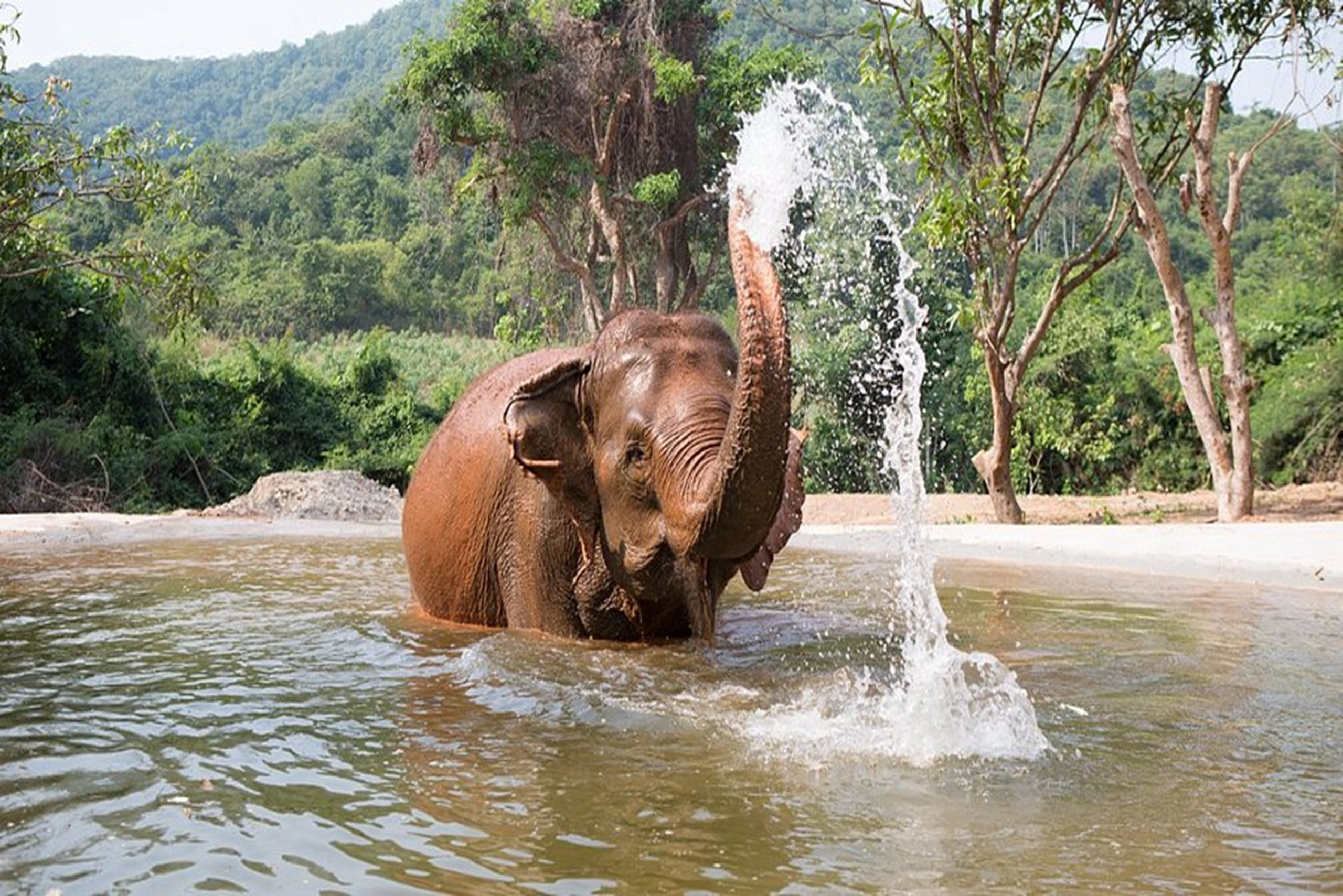 Feeding bananas to an elephant at Elephant Village Pattaya