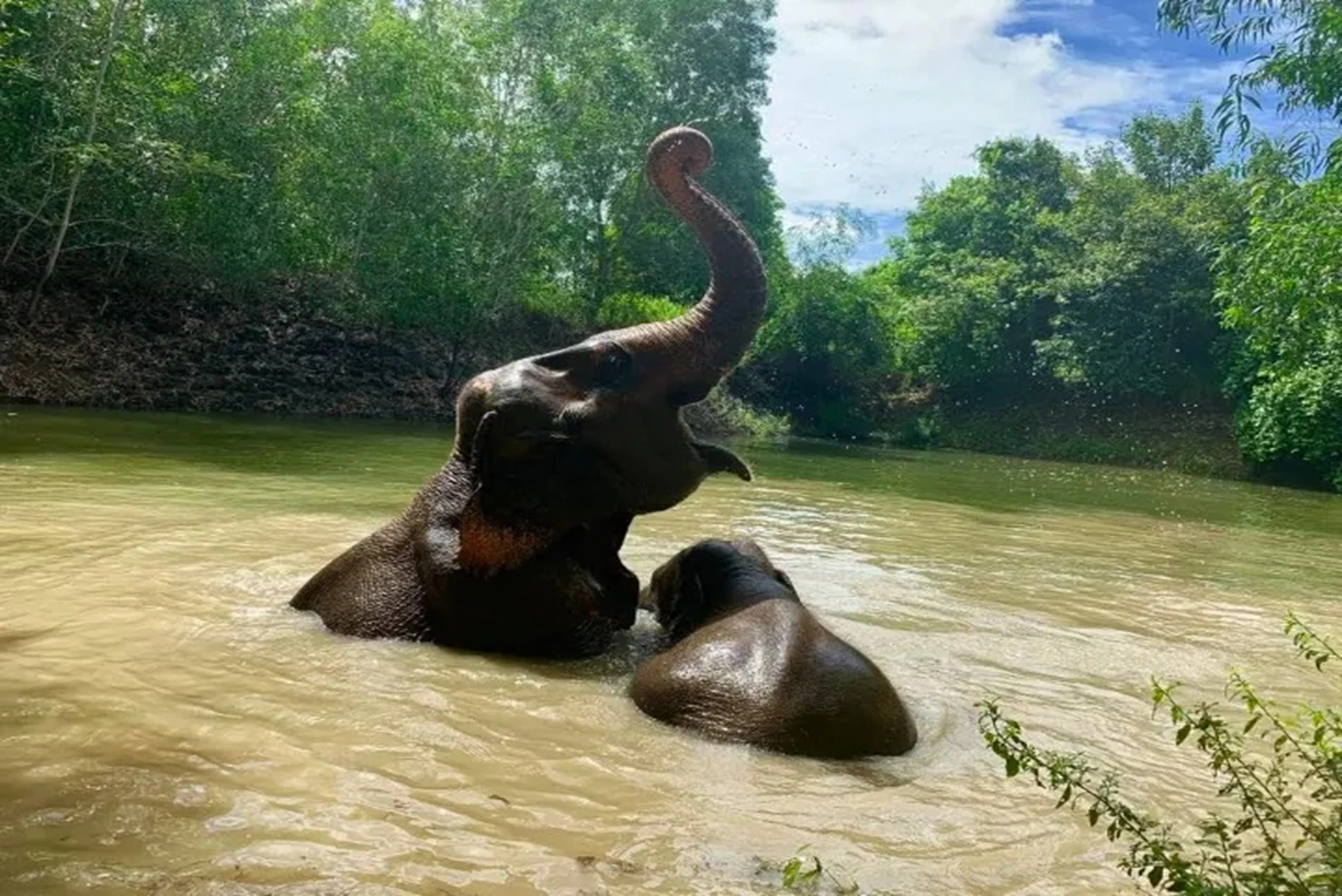 Elephant bathing session at Elephant Village Pattaya