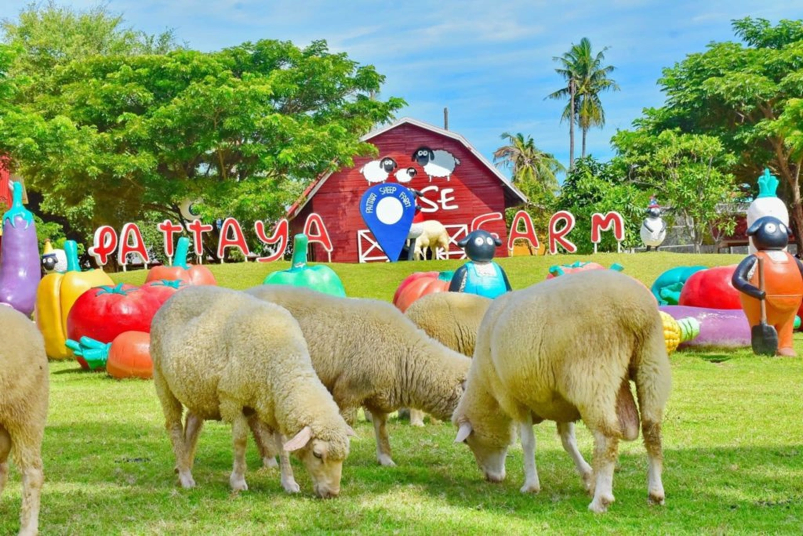 Sheep at Family Park Sheep Farm Pattaya