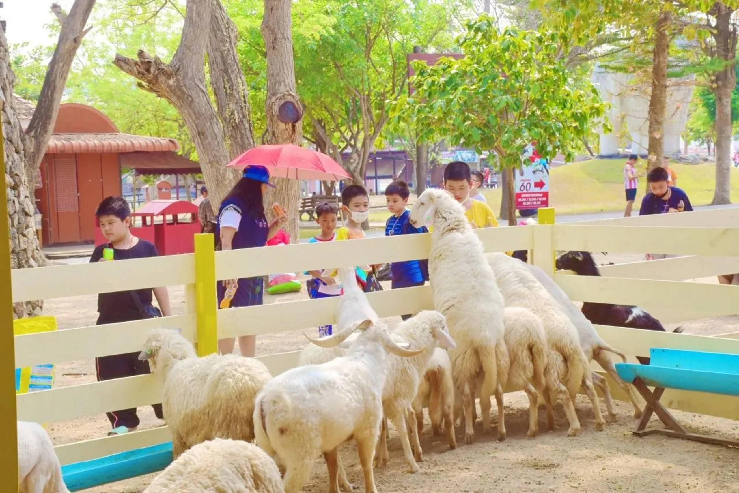 Children feeding sheep at Pattaya Sheep Farm