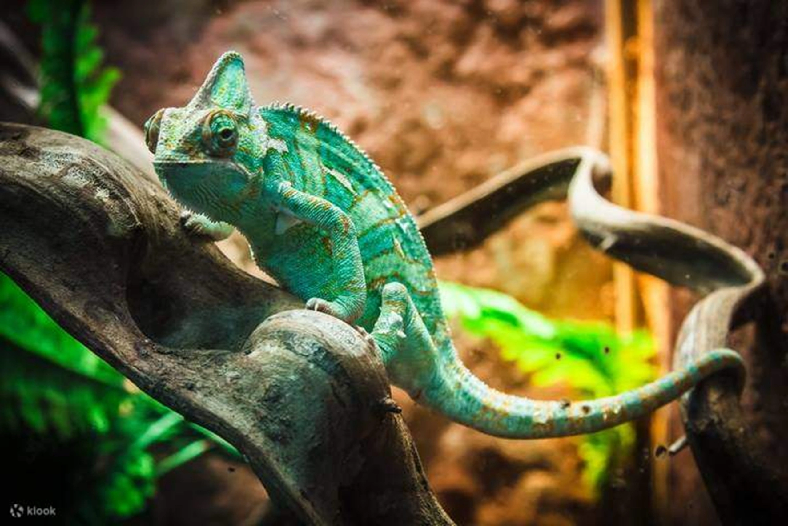 Reptile house with snakes and lizards at Monster Aquarium Pattaya