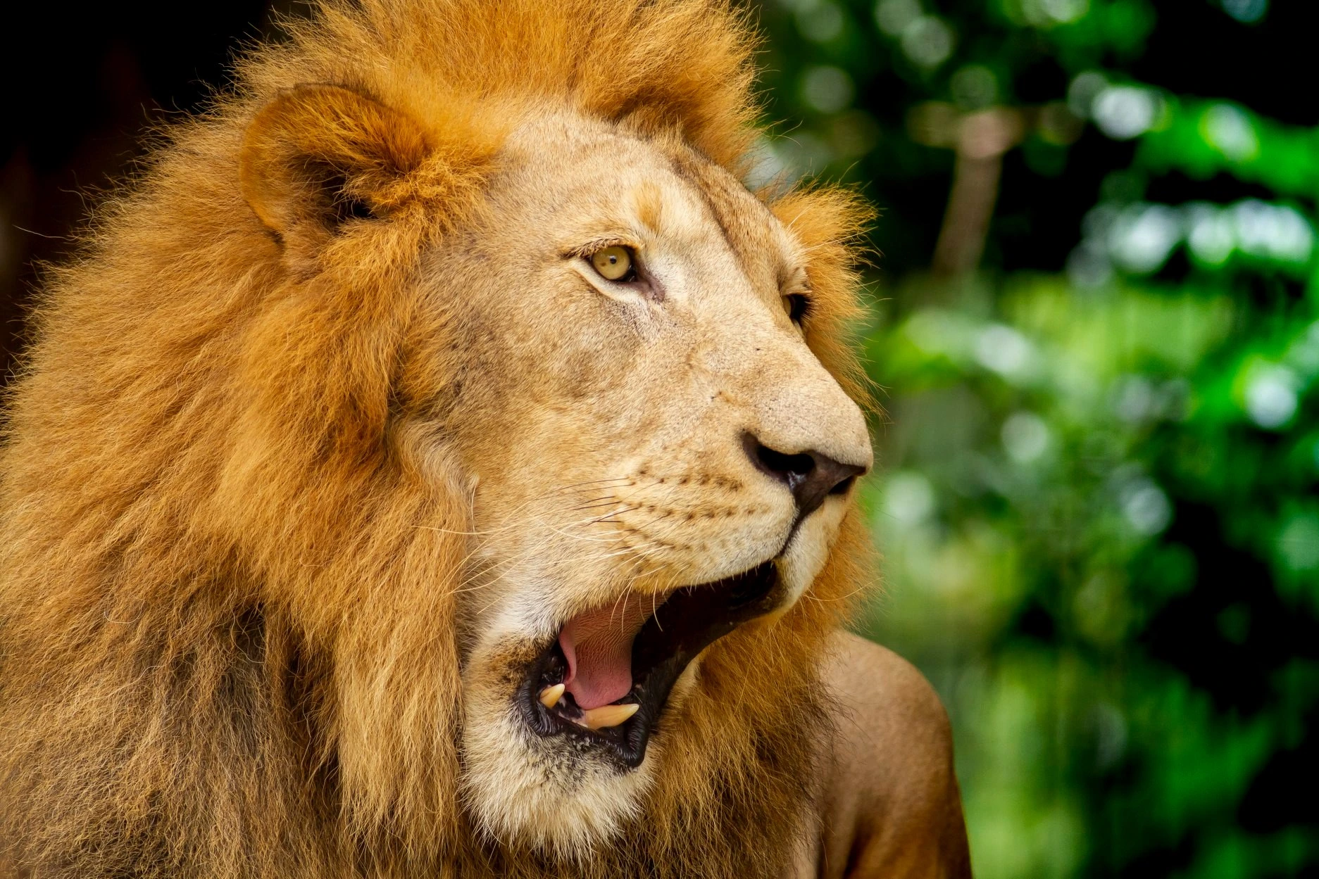 Chiang Mai Night Safari — lion at dusk