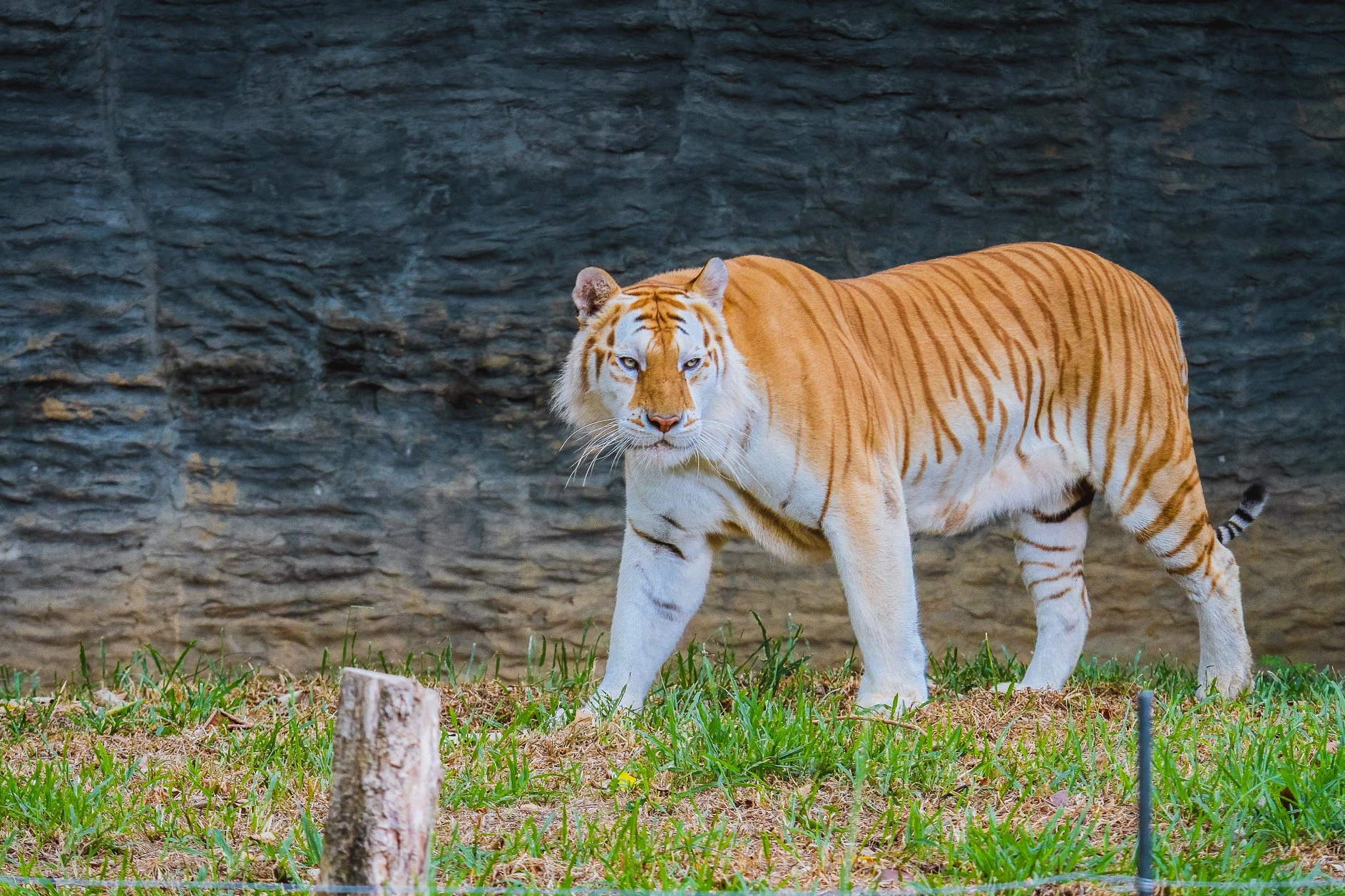 White tiger at Chiang Mai Night Safari