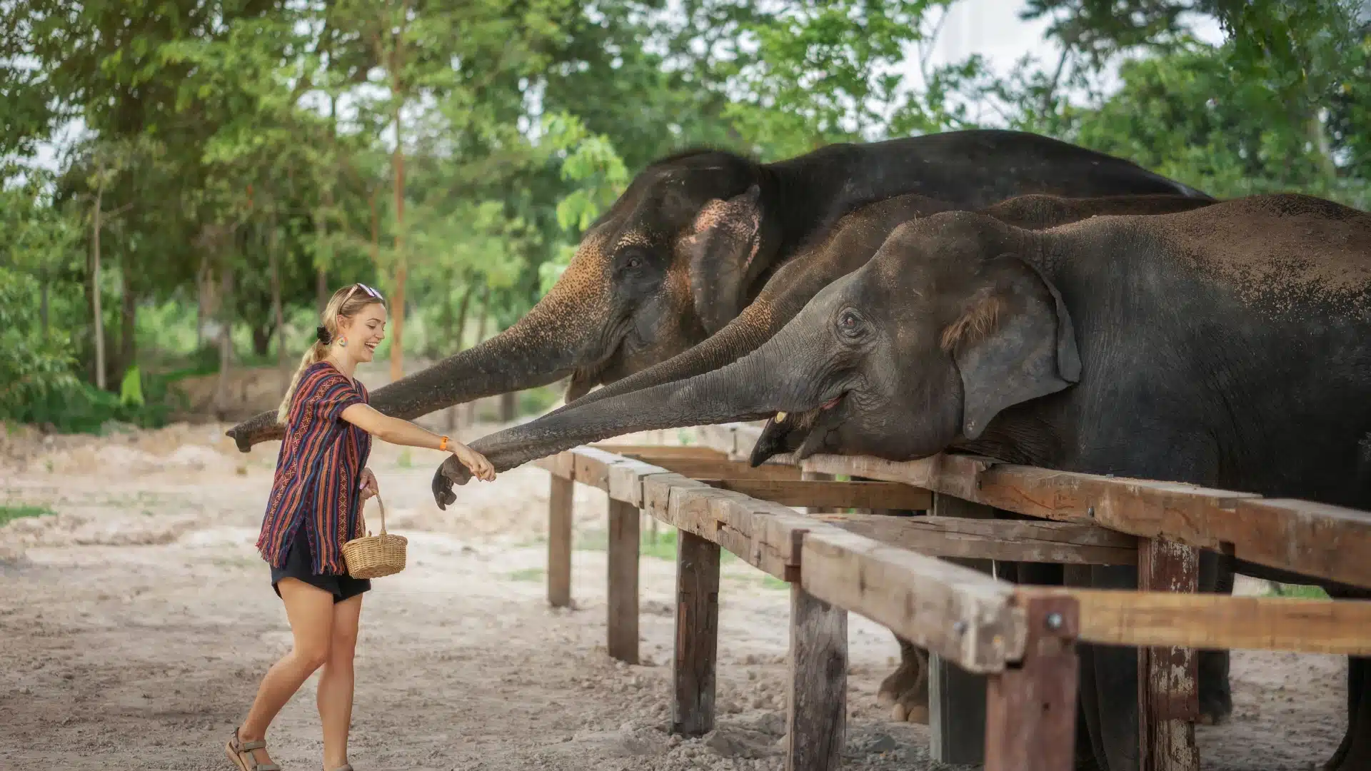 Pattaya Elephant Jungle Sanctuary — feeding