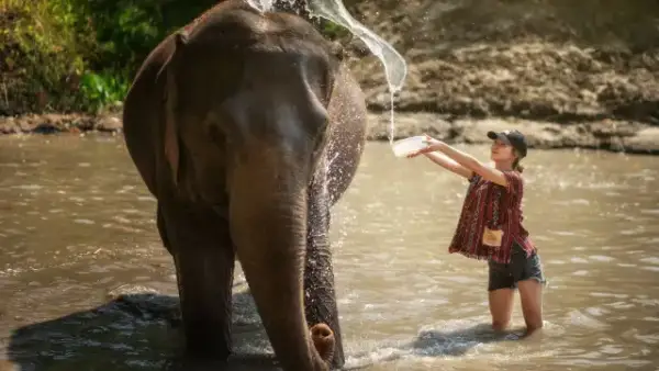 Pattaya Elephant Jungle Sanctuary