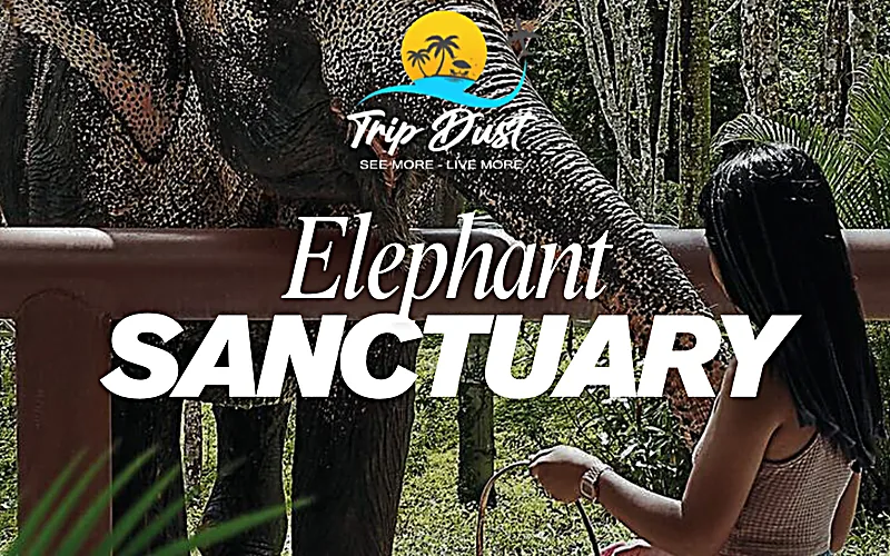 Pattaya Elephant Jungle Sanctuary