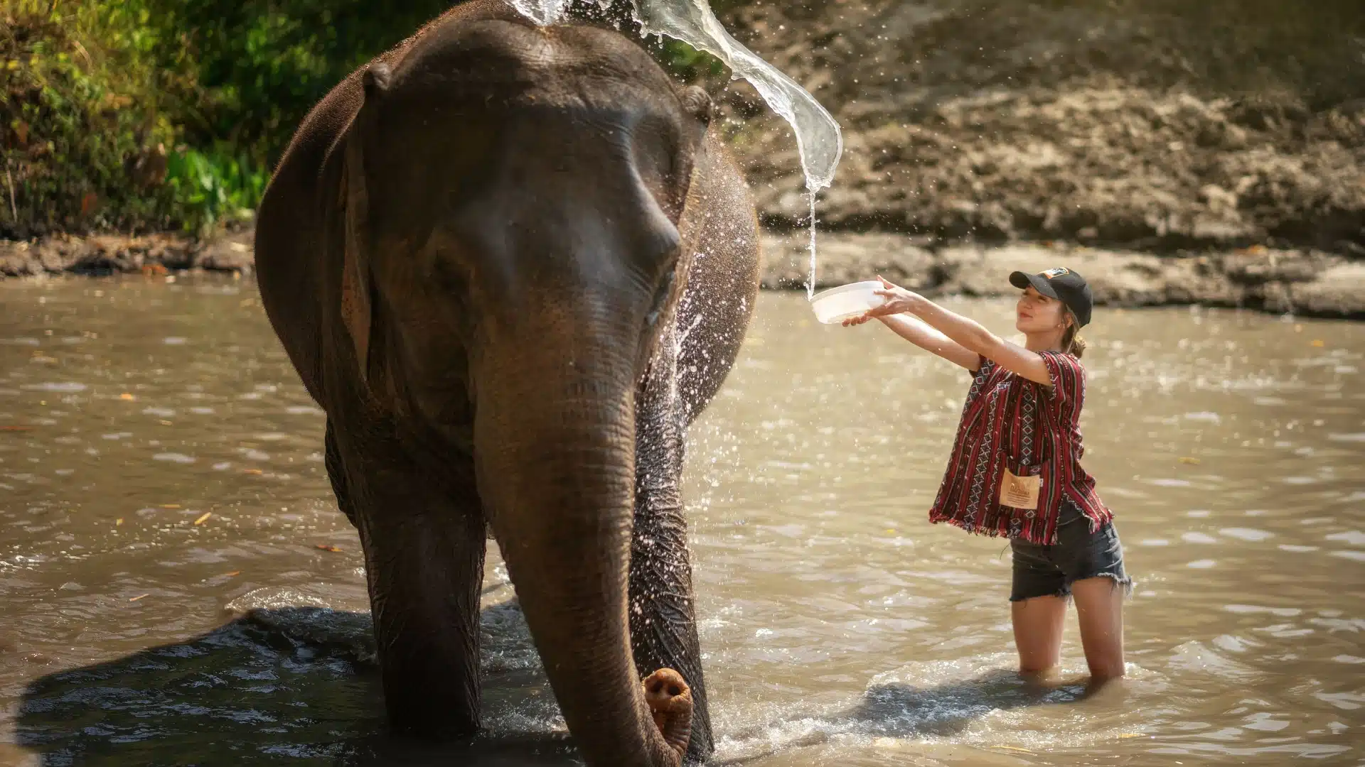 Pattaya Elephant Jungle Sanctuary