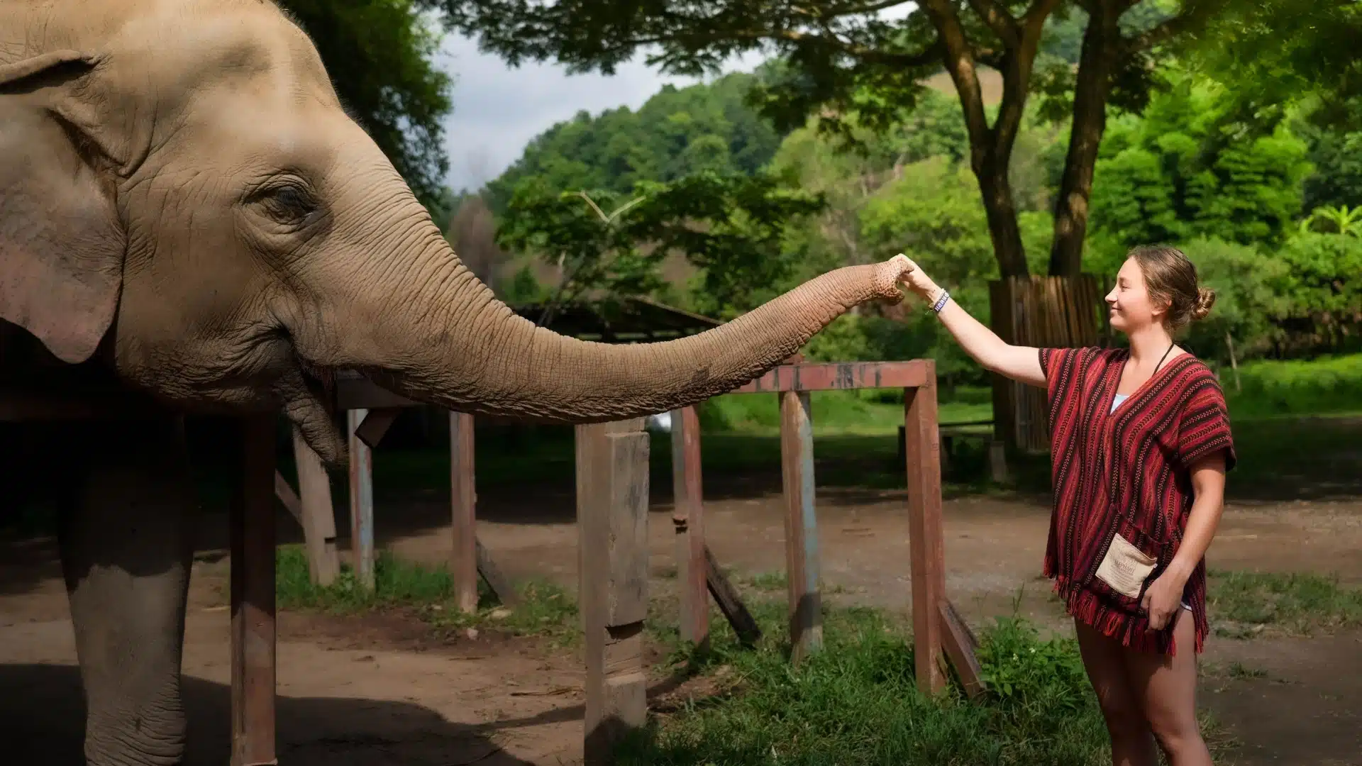 Elephant Jungle Sanctuary Phuket — feeding session