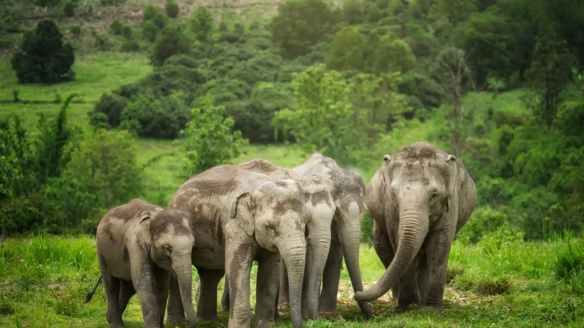 Jungle walk with elephant at Phuket sanctuary