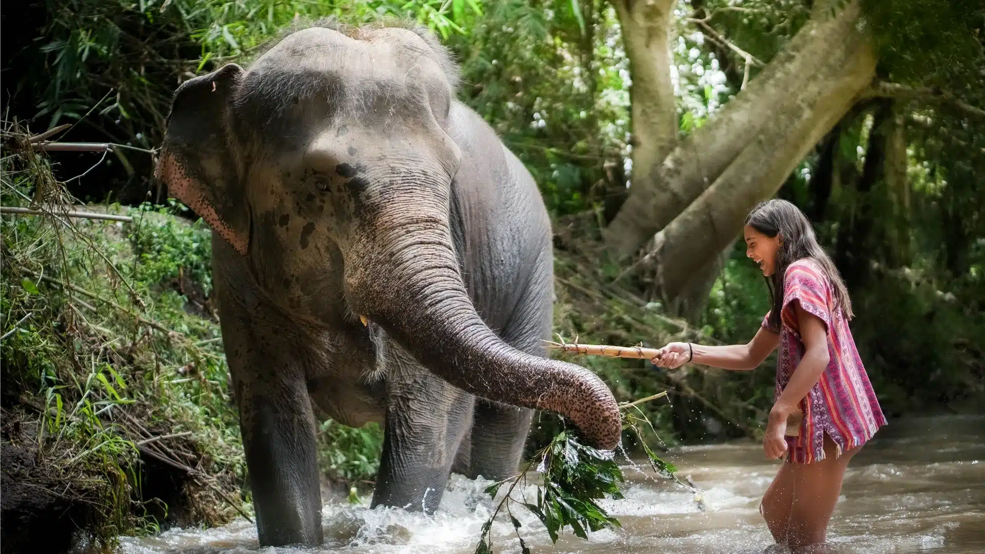 Phuket Elephant Jungle Sanctuary