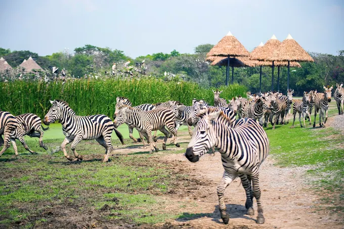 Tigers in Safari Park Bangkok