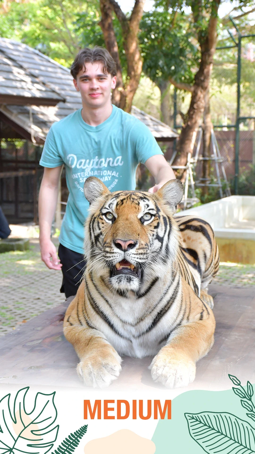 Medium tiger encounter with a keeper at Tiger Kingdom Phuket