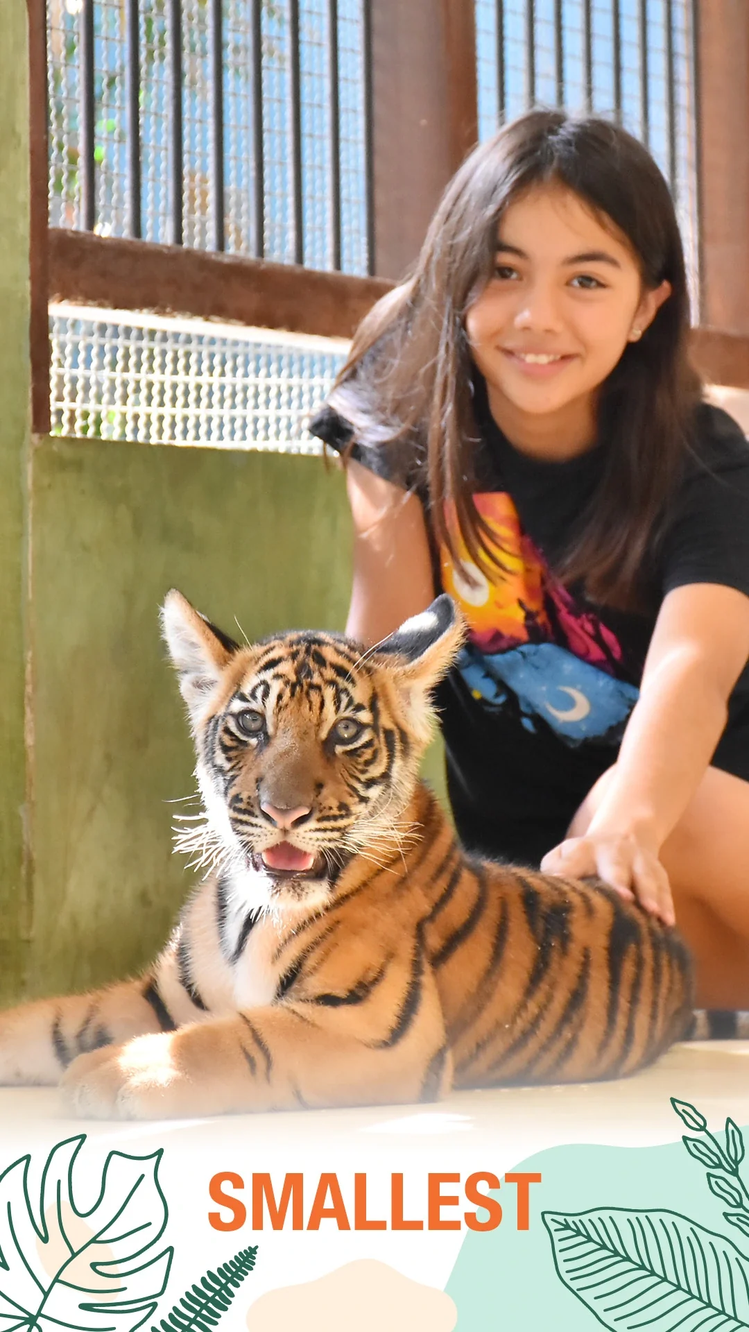 Smallest tiger encounter — the gentlest introduction at Tiger Kingdom Phuket