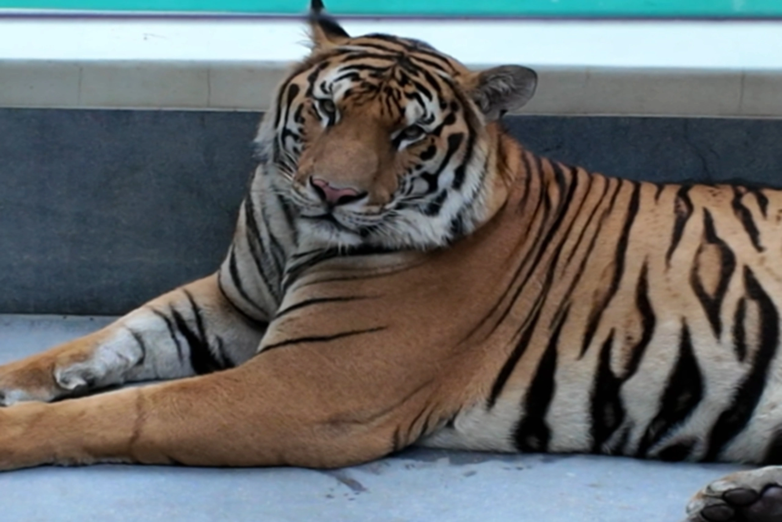 Tiger Park Pattaya - close encounter with adult tiger