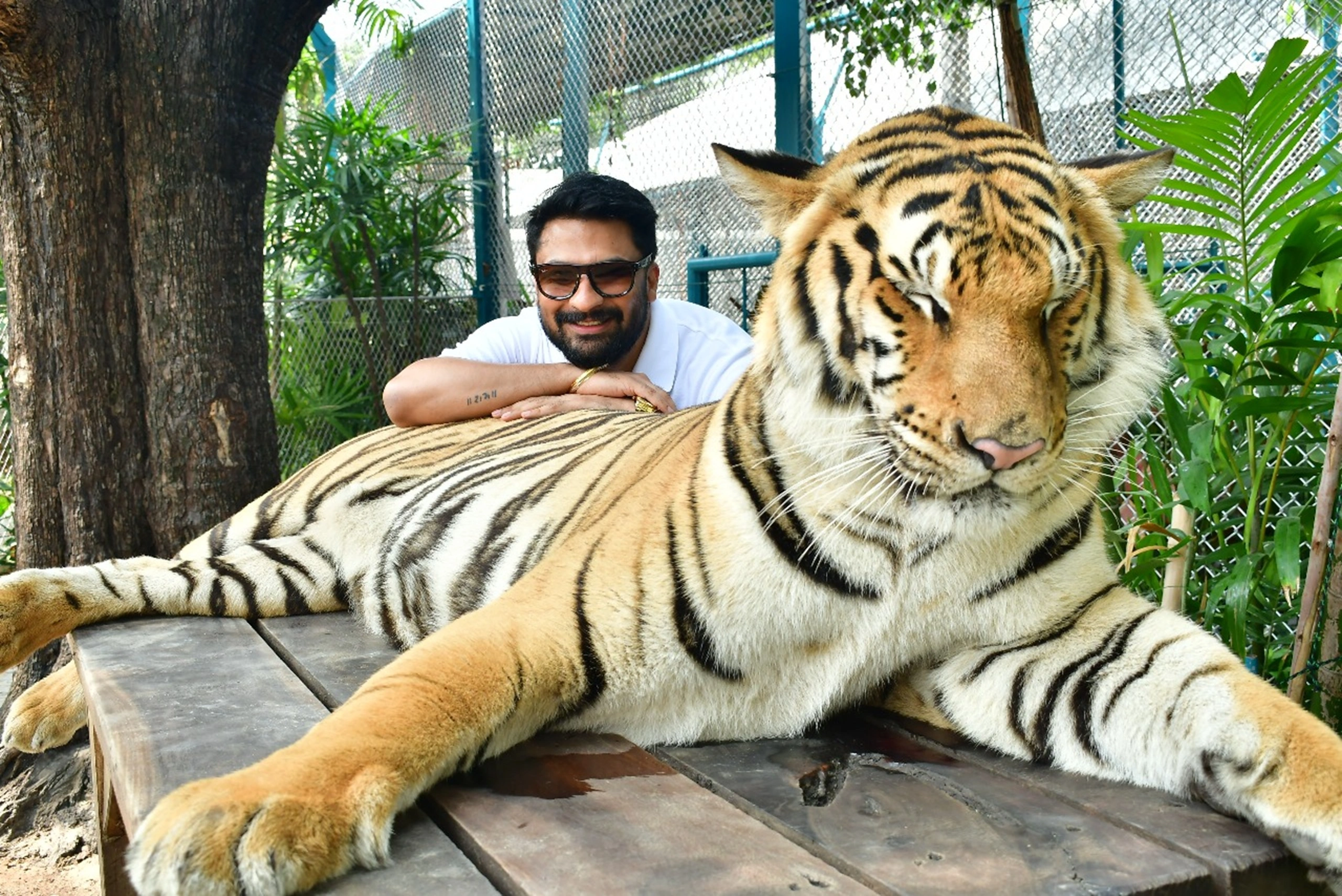 Tiger cub interaction at Tiger Park Pattaya