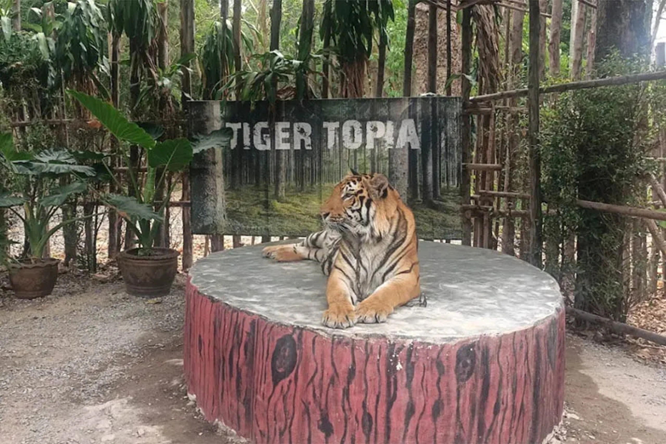 Royal Bengal Tigers Restaurant interior