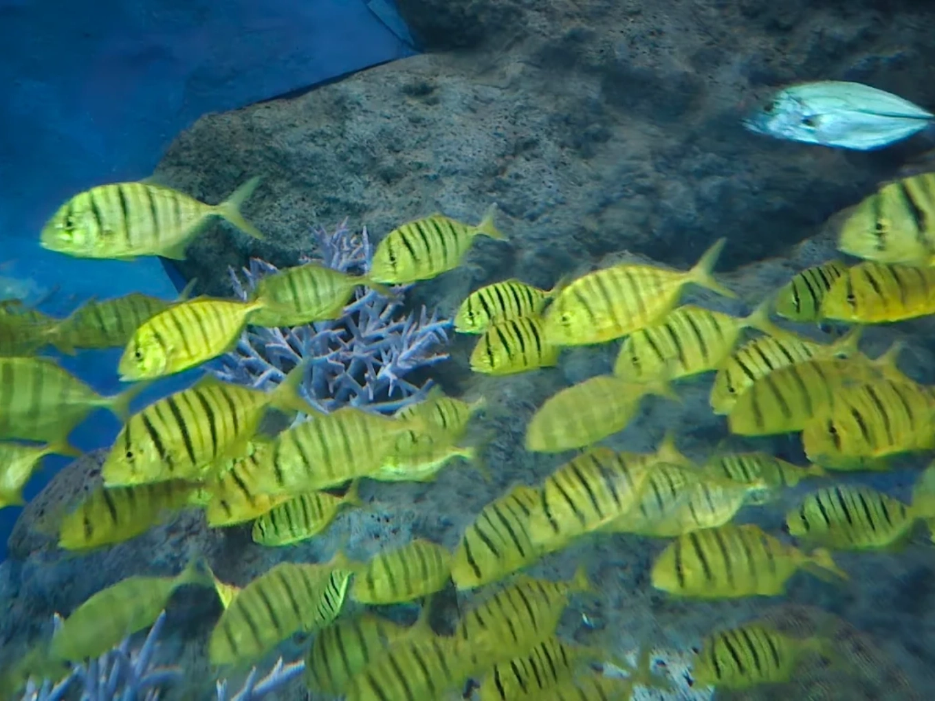 Coral reef zone at Underwater World Pattaya