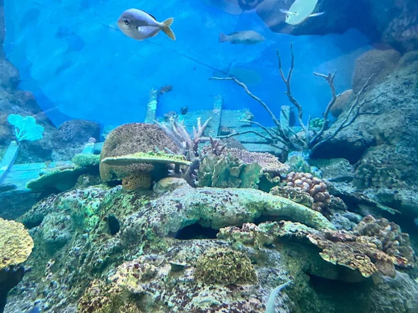 Jellyfish zone at Underwater World Pattaya